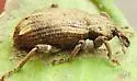 Listroderes apicalis - photo 4