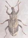 Listroderes apicalis - photo 5