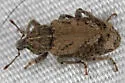 Listroderes costirostris