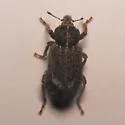 Listroderes costirostris - photo 3