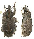 Listroderes costirostris - photo 4