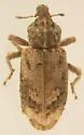 Listroderes costirostris - photo 5