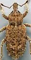 Vegetable Weevil - photo 2