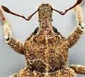 Vegetable Weevil - photo 3
