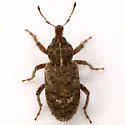Vegetable Weevil - photo 4