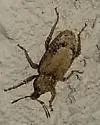 Vegetable Weevil - photo 5