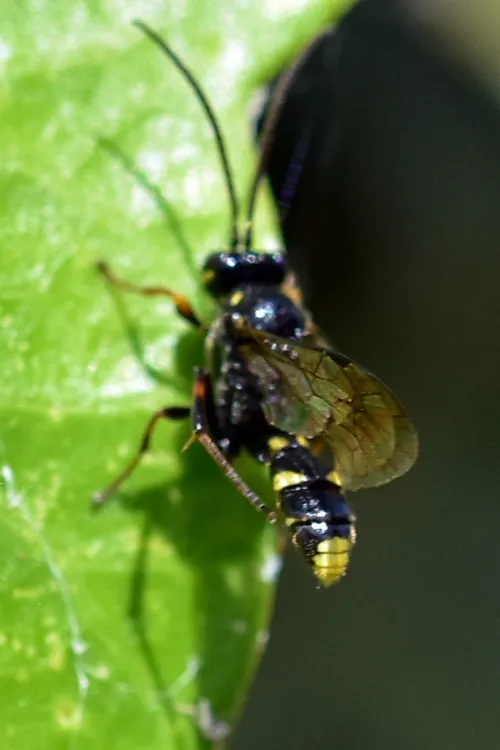 Listrodromus nycthemerus