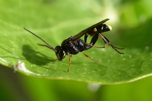 Listrodromus nycthemerus - photo 2