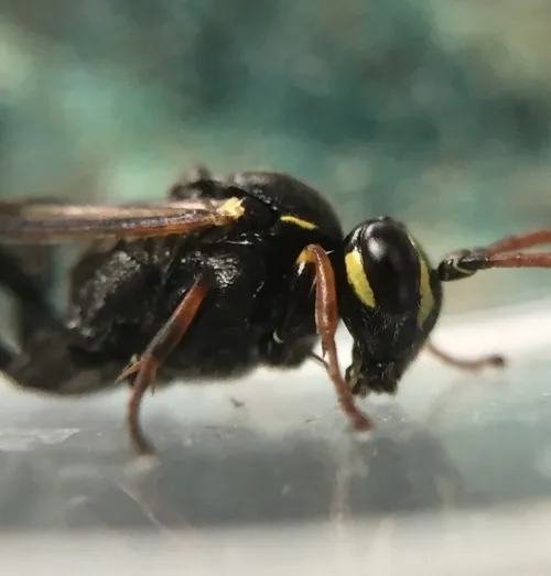 Listrodromus nycthemerus - photo 4