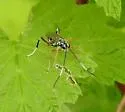Listrognathus albomaculatus