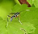 Listrognathus albomaculatus - photo 2