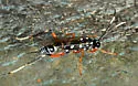 Listrognathus albomaculatus - photo 3