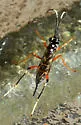 Listrognathus albomaculatus - photo 4
