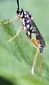 Listrognathus glomeratus - photo 2
