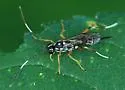 Listrognathus multimaculatus