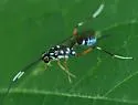 Listrognathus multimaculatus - photo 2