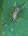 Listrognathus multimaculatus - photo 3