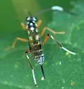Listrognathus multimaculatus - photo 4