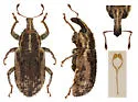 Listronotus alternatus