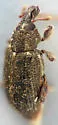 Listronotus anthracinus - Listronotus anthracinus