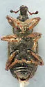 Listronotus anthracinus - photo 2