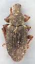 Listronotus anthracinus - photo 3
