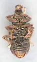 Listronotus anthracinus - photo 4