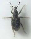 Listronotus anthracinus - photo 5