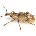 Listronotus appendiculatus