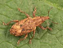 Listronotus appendiculatus - photo 2