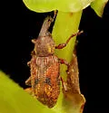 Listronotus appendiculatus - photo 3