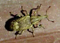 Listronotus appendiculatus - photo 4