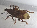 Listronotus appendiculatus - photo 5