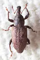 Listronotus blandus
