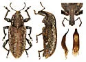 Listronotus blatchleyi