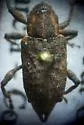 Listronotus caudatus