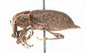 Listronotus caudatus - photo 2