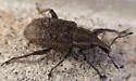 Listronotus caudatus - photo 4
