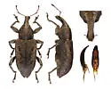 Listronotus caudatus - photo 5