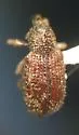 Listronotus cryptops - photo 2