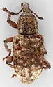Listronotus cryptops - photo 3