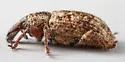 Listronotus cryptops - photo 4