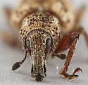 Listronotus cryptops - photo 5