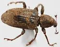 Listronotus debilis