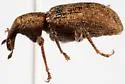 Listronotus debilis - photo 2