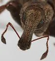 Listronotus debilis - photo 3