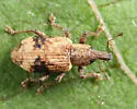 Listronotus delumbis - photo 2