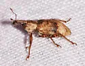 Listronotus delumbis - photo 4