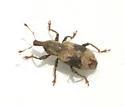 Listronotus delumbis - photo 5