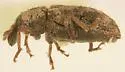 Listronotus dietzi - photo 2